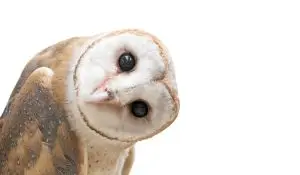 Photo of an inquisitive owl cocking its head.