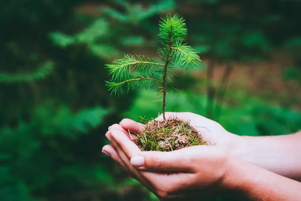 Photo of a person carrying a sapling tree.