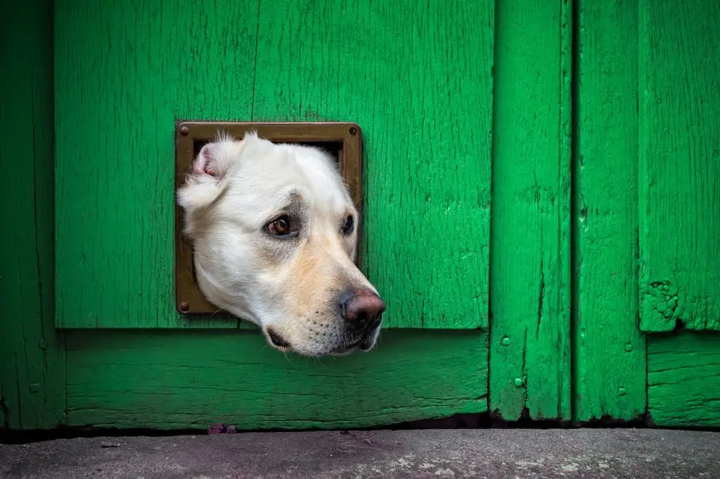 Photo of a dog with its head stuck in a door