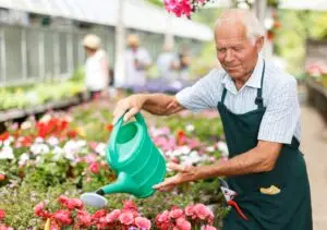 Older person finds meaningful purpose serving others and taking care of plants in a greenhouse.