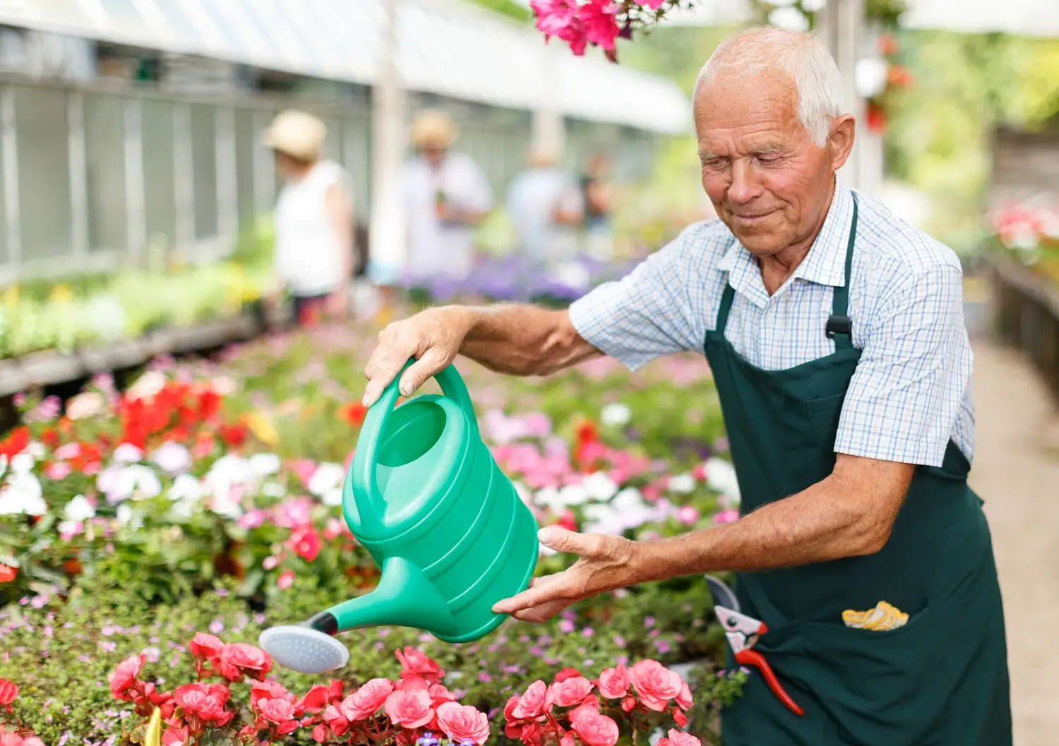 Older person finds meaningful purpose serving others and taking care of plants in a greenhouse.